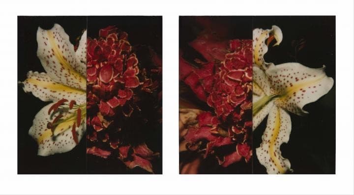Polaraki : Mille polaroids d’Araki Nobuyoshi