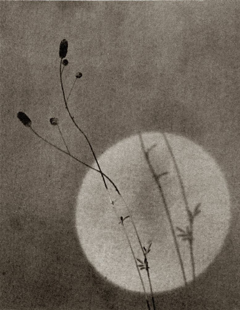 Diaphane : Ayako Takaishi