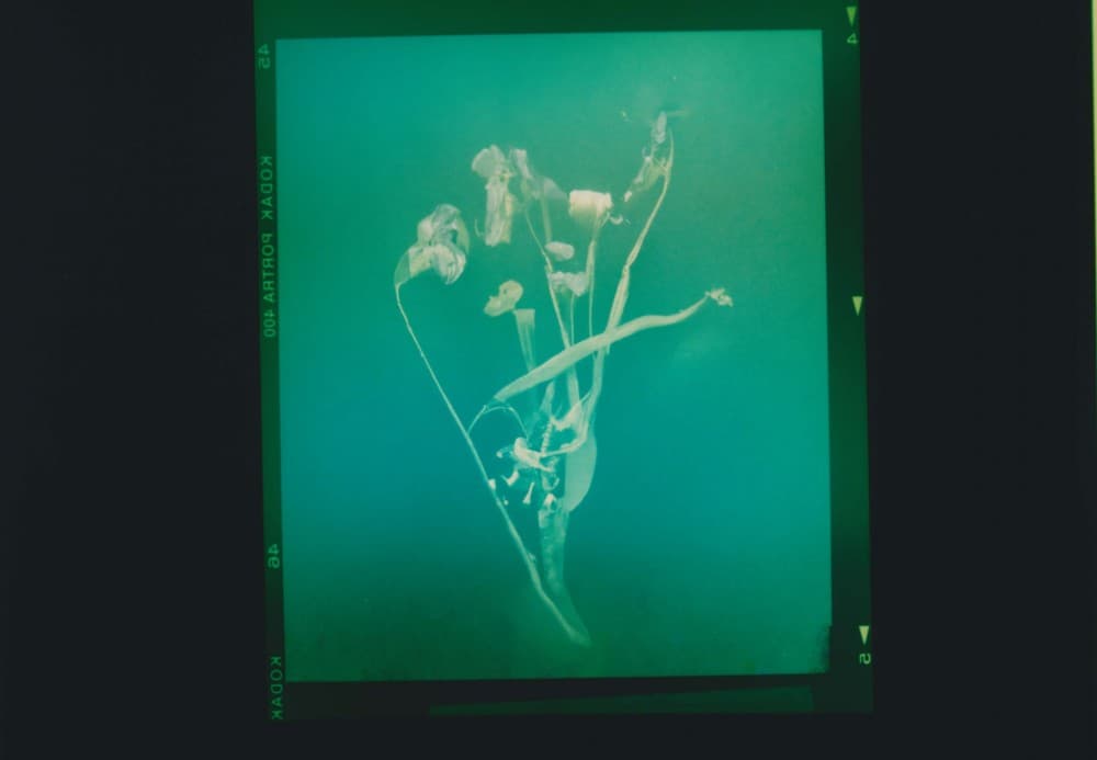 no flowers : Akosua Viktoria Adu-Sanyah